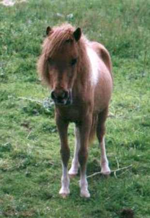 Les shetlands