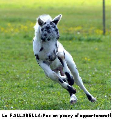Les poulains